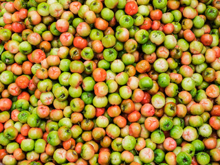 Frisch geerntete grüne und rote Tomaten