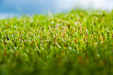 bright green grass on a lawn in the summer. The sun is shining. Blue sky and clouds