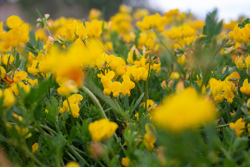 field of yellow flowers