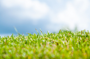 bright green grass on a lawn in the summer. The sun is shining. Blue sky and clouds