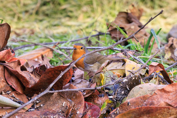 pettirosso mimetizzato nella vegetazione