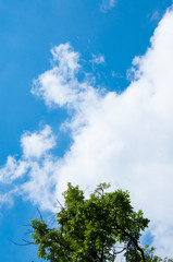Blue sky with white clouds on a summer day. Green tree against the sky