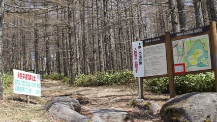 Forest mountain walk trekking Japan Nagano