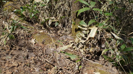 Mountain walk trekking animal trace