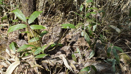 Mountain walk trekking animal trace