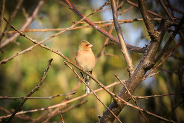 verdone posato su un ramo