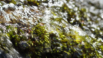Waterfall in the forest japan