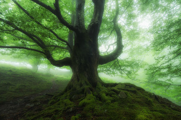 beautiful beech in a misty forest