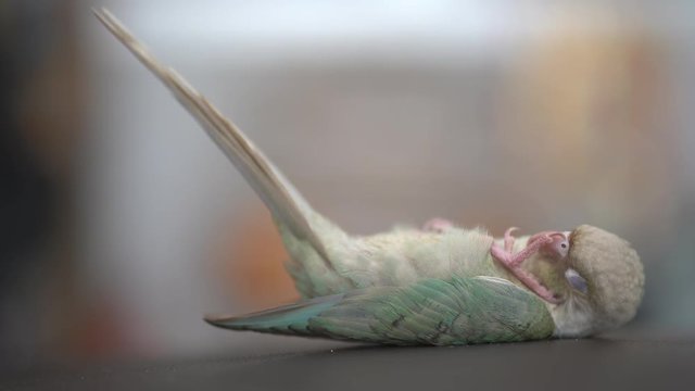 Green-cheeked parakeet or green-cheeked conure are sleeping on the sofa.