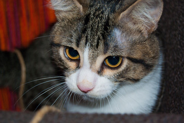 Close up of a cat puppy with brindle and white spots