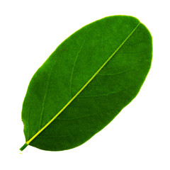 single leaf of acacia isolated on white background, bottom side of leaf