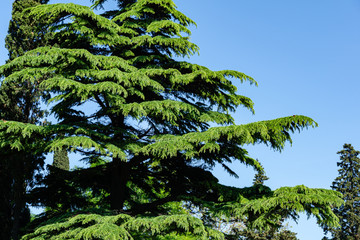 Beautiful Himalayan Cedar (Cedrus Deodara, Deodar Cedar) growing on the Black Sea coast in city...