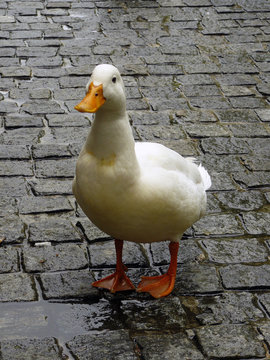 Pato blanco andando sobre adoquines mojados