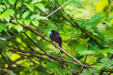 Black-and-red Broadbill on the branches