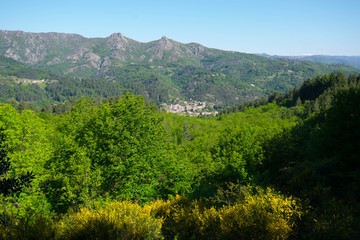 Wald im Krater bei Jaujac in den Monts d'Ardeche