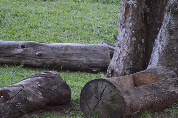 Obraz premium Nature