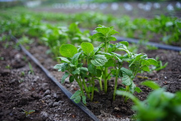 Bushes seedlings of potatoes in the garden. Irrigation hose between rows of vegetables.