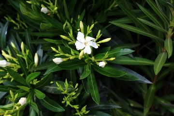Oleander