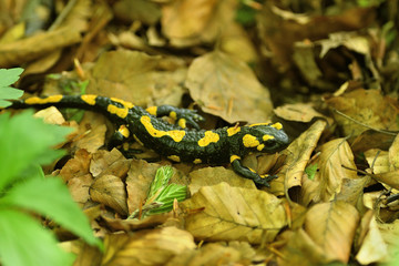 salamandra lizard crawls through the leaves in the forest