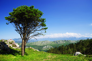 Fototapeta premium Mountain landscape in the Picos de Europa national park, Spain, Asturias