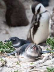 South Africa Penguins in the Boulders Beach Nature Reserve. Cape Town, South Africa