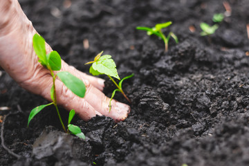 Senior planting young green saplings in the garden – Adult farmer controlling the moist of the...