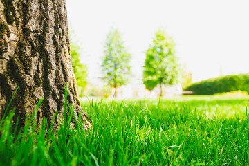 Fototapeta na wymiar Fresh green grass and a bright brown rough tree trunk in a park – Beautiful textures and details of the young spring nature
