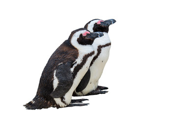 South Africa Penguins in the Boulders Beach Nature Reserve. Cape Town, South Africa , isolate on white backgroud with clipping path