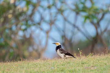 Vogel mit gelben Kopf auf einer Wiese