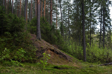 Rainy day in the taiga forest