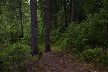Obraz premium Rainy day in the taiga forest