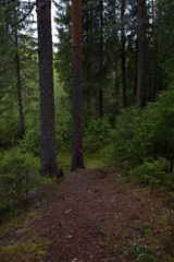Fototapeta premium Rainy day in the taiga forest