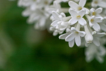 Blossoming common Syringa vulgaris lilacs bush white cultivar. Springtime landscape with bunch of tender flowers
