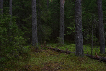 Rainy day in the taiga forest