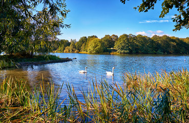Swans on the small island in Lankower See in Schwerin.