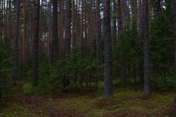 Rainy day in the taiga forest