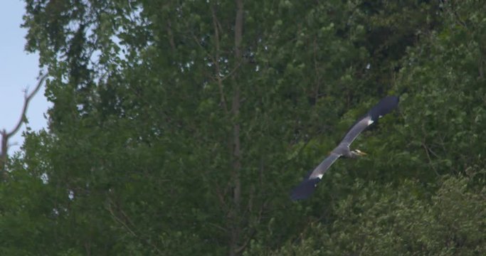 Grey Heron in flight green trees 