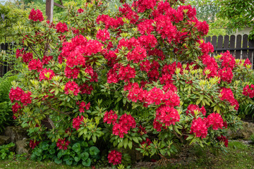 Fototapeta na wymiar Bush of Rhododendron in the Garden