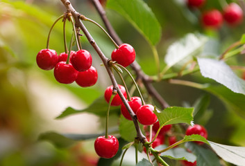  Red cherries on tree in cherry orchard