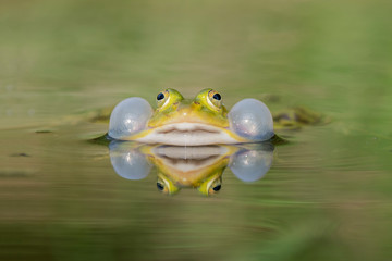 Frosch mit Schallblasen im Teich