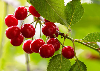  Red cherries on tree in cherry orchard