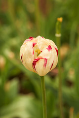 Fototapeta premium Beautiful pink red and white striped tulip