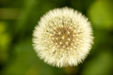 White dandelion flower with blur green nature background, spring or summer 