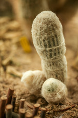 White cactus which look like penis or dick
