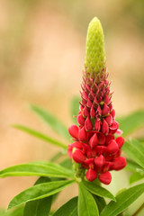 Beautiful lupine red wild with red and green flowers, close up with blurred background
