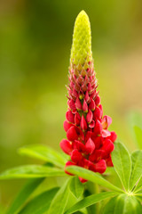 Beautiful lupine red wild with red and green flowers, close up with blurred background