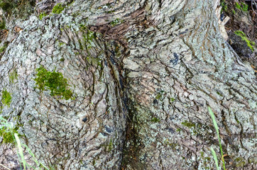 Old Wood Tree Texture Background
