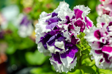 many flowers different colors in summer