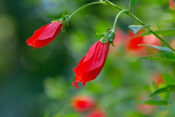 Red hibiscus outdoors with blurred background in Rio de Janeiro.