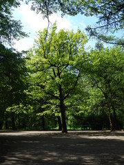Beautiful brightly lit green oak in the summer in the park